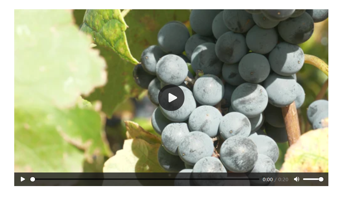 Vino Video section.PNG